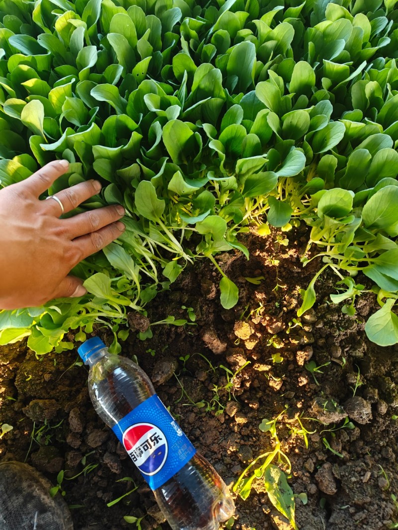 上海鸡毛菜货源充足品质保证对接批发市场商超电话联