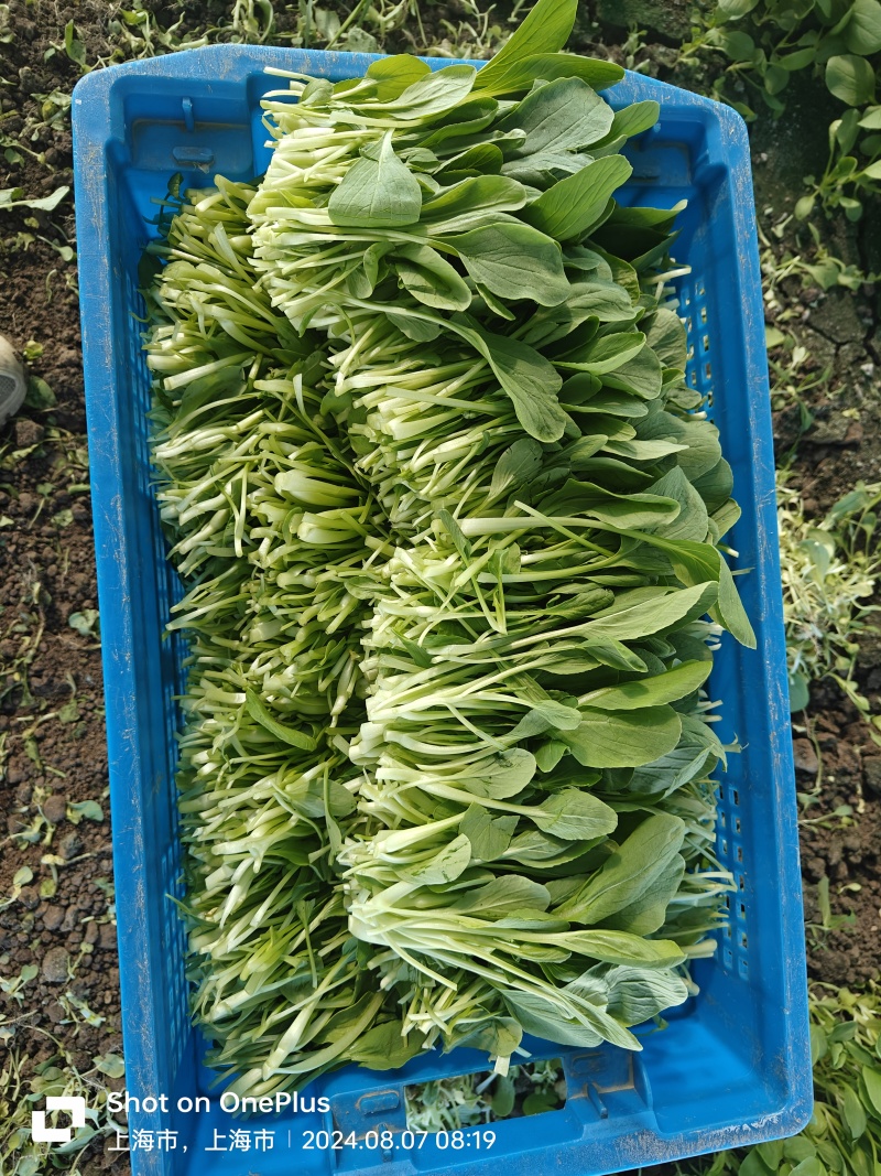 上海鸡毛菜货源充足品质保证对接批发市场商超电话联