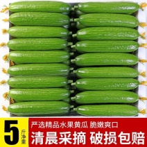 好品质山东寿光水果黄瓜一件代发3/5斤电商全平台批量代发