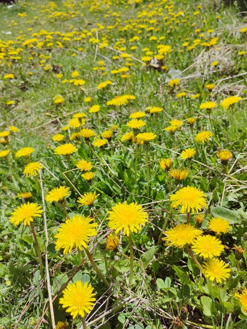 高原野生藏蒲公英