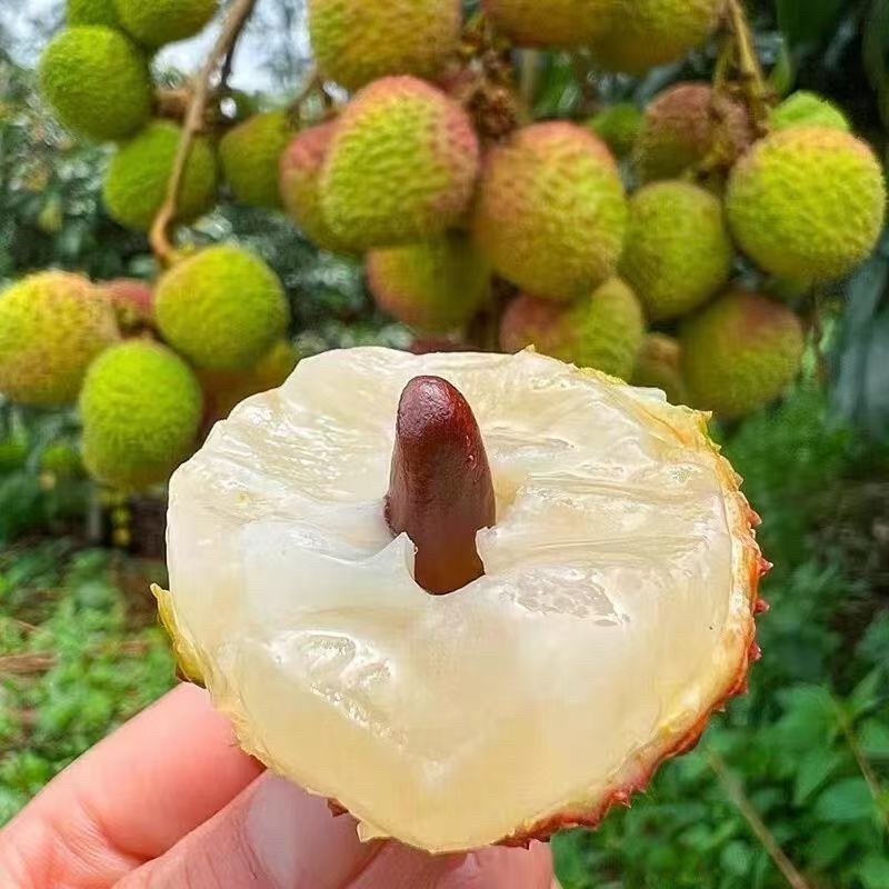 妃子笑荔枝新鲜采摘。