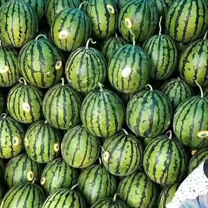 【安徽甜王西瓜】8斤打底大量上市口感佳质量好诚信经营