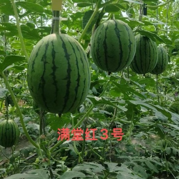 保定产区冰糖子，2K，麒麟，甜王，大量有货
