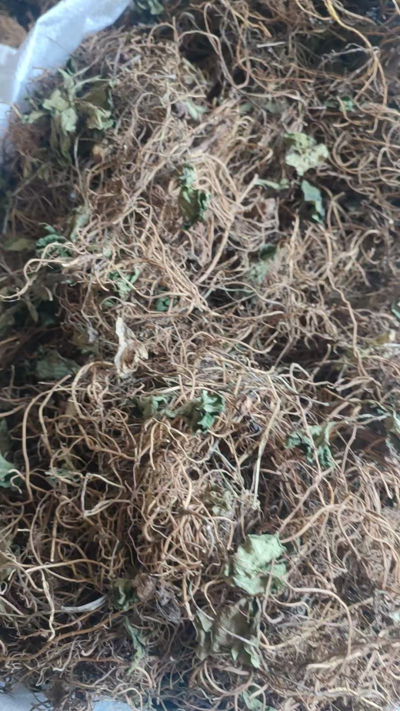 大别山纯野生杜衡，马蹄细辛
