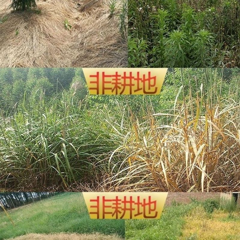 20%敌草快非耕地除草剂见效快不伤根不伤地正品