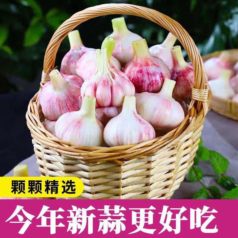 山东紫皮蒜产地现挖现发货可分选一条龙服务可代发货可代发货