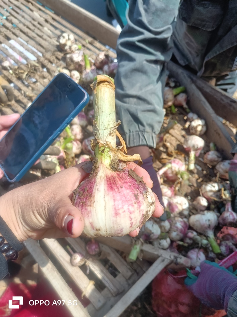 山东紫皮蒜产地现挖现发货可分选一条龙服务可代发货可代发货