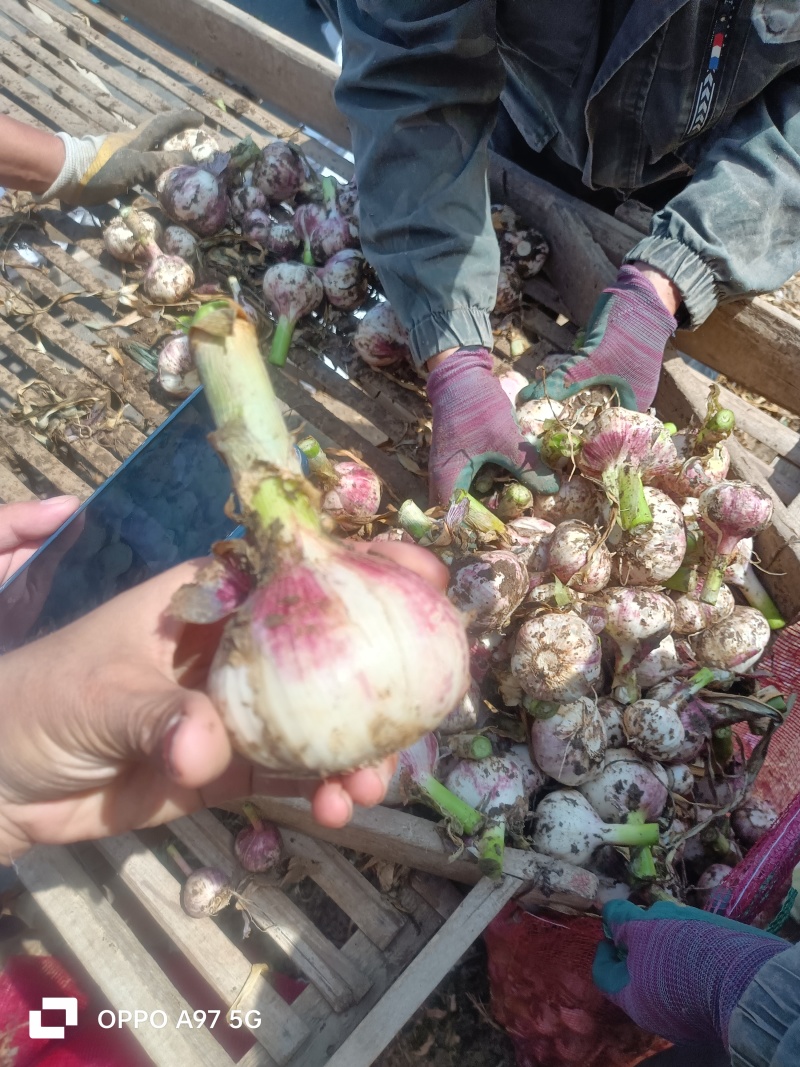 山东紫皮蒜产地现挖现发货可分选一条龙服务可代发货可代发货