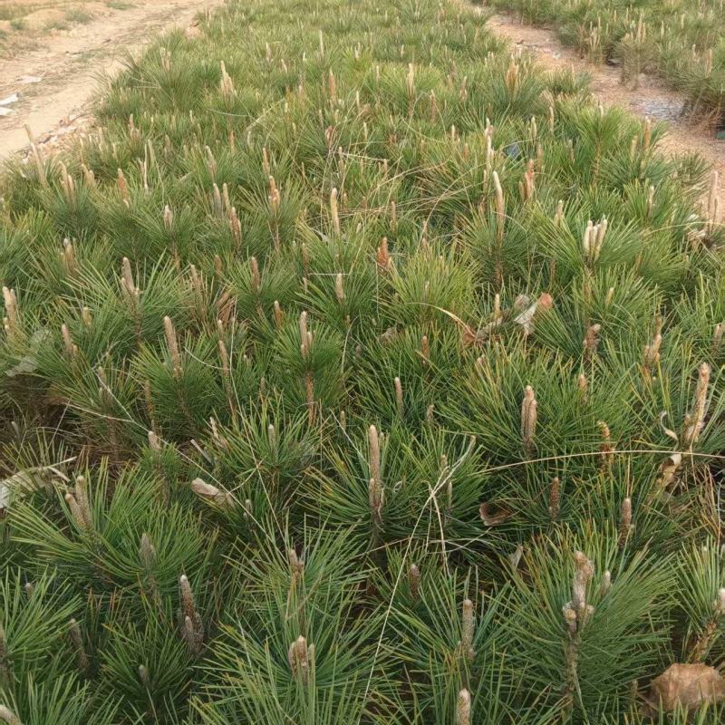 黑松绿化苗，工程苗，慌山绿化
