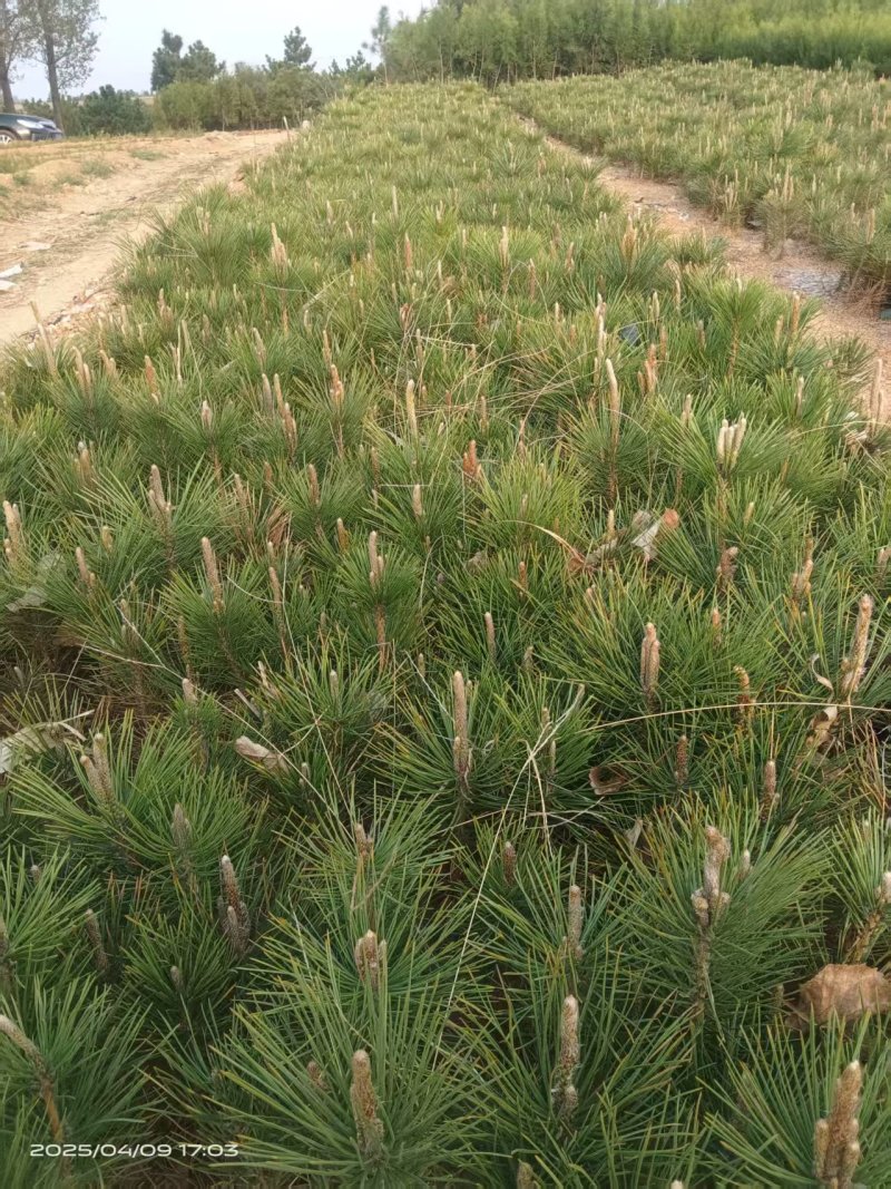 黑松绿化苗，工程苗，慌山绿化
