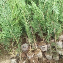 侧柏扁柏侧柏苗侧柏杯苗小侧柏量大