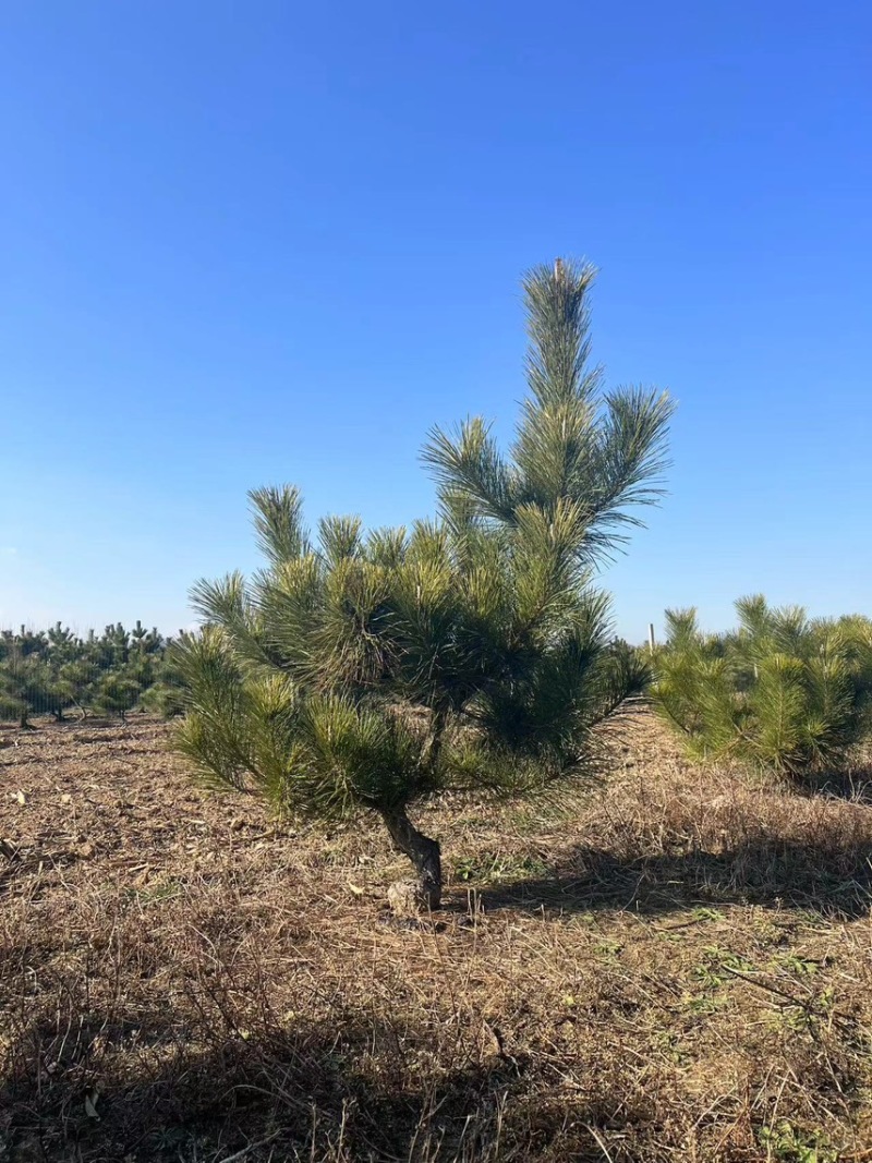 黑松造型松原圃苗移栽苗量大欢迎考察