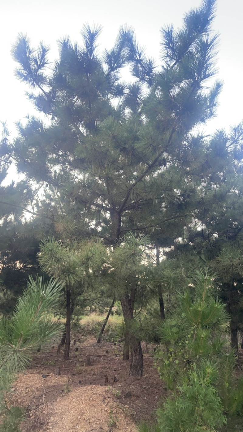 黑松造型松原圃苗移栽苗量大欢迎考察