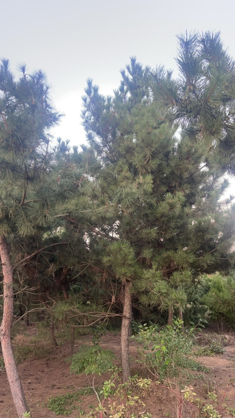 黑松造型松原圃苗移栽苗量大欢迎考察