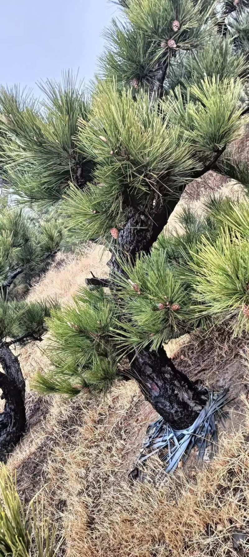 黑松造型松原圃苗移栽苗量大欢迎考察