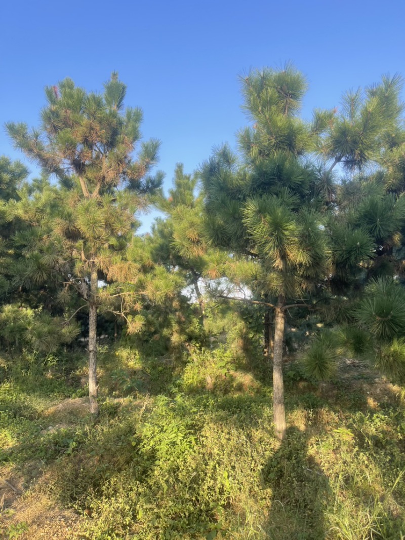 黑松造型松原圃苗移栽苗量大欢迎考察