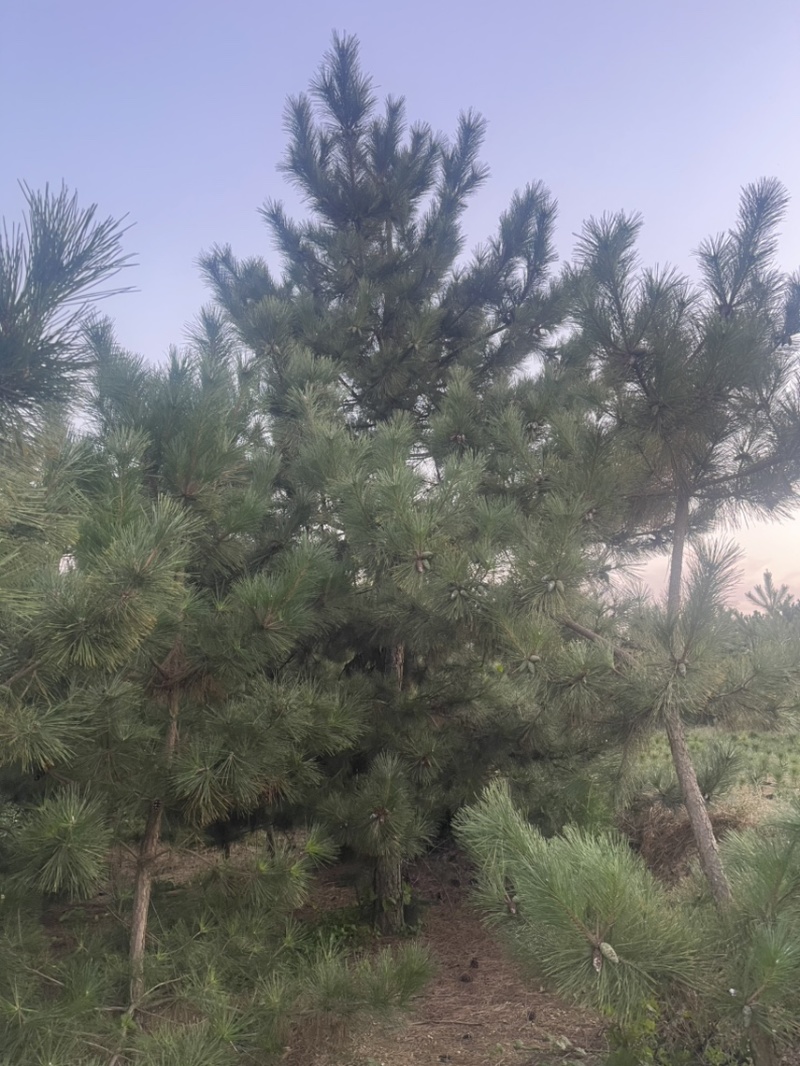 黑松造型松原圃苗移栽苗量大欢迎考察