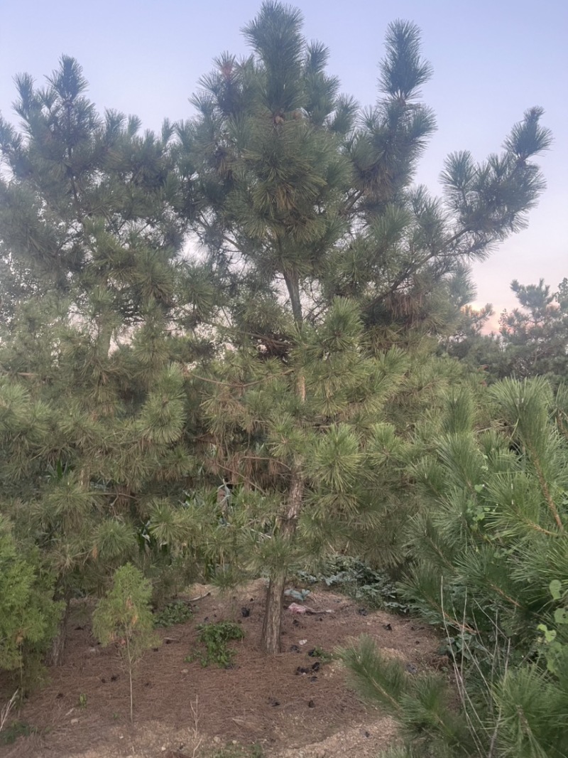 黑松造型松原圃苗移栽苗量大欢迎考察