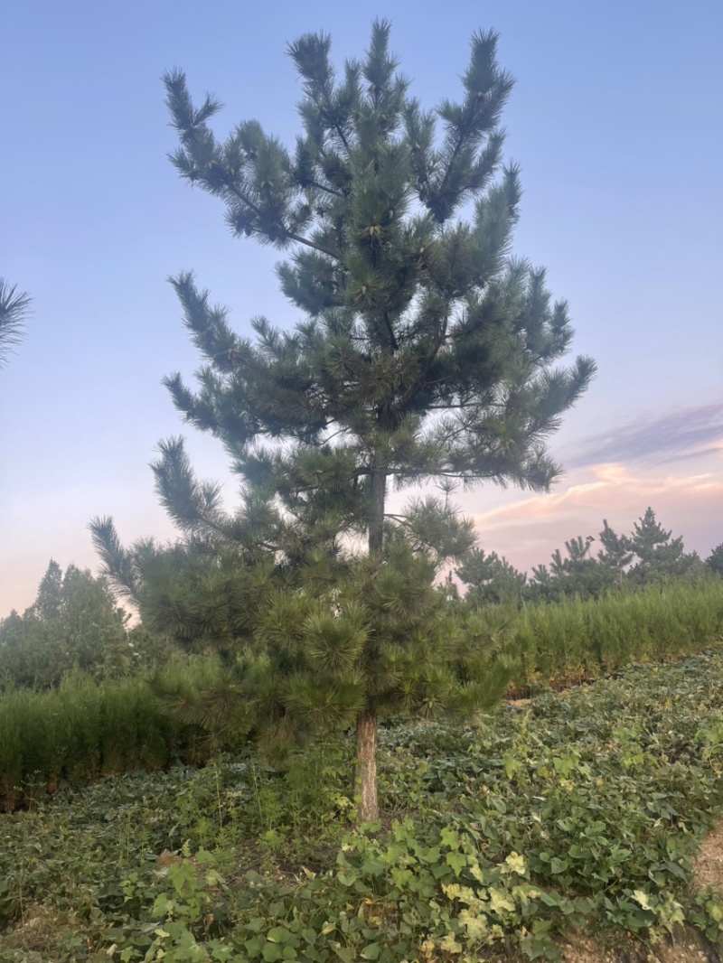 黑松造型松原圃苗移栽苗量大欢迎考察
