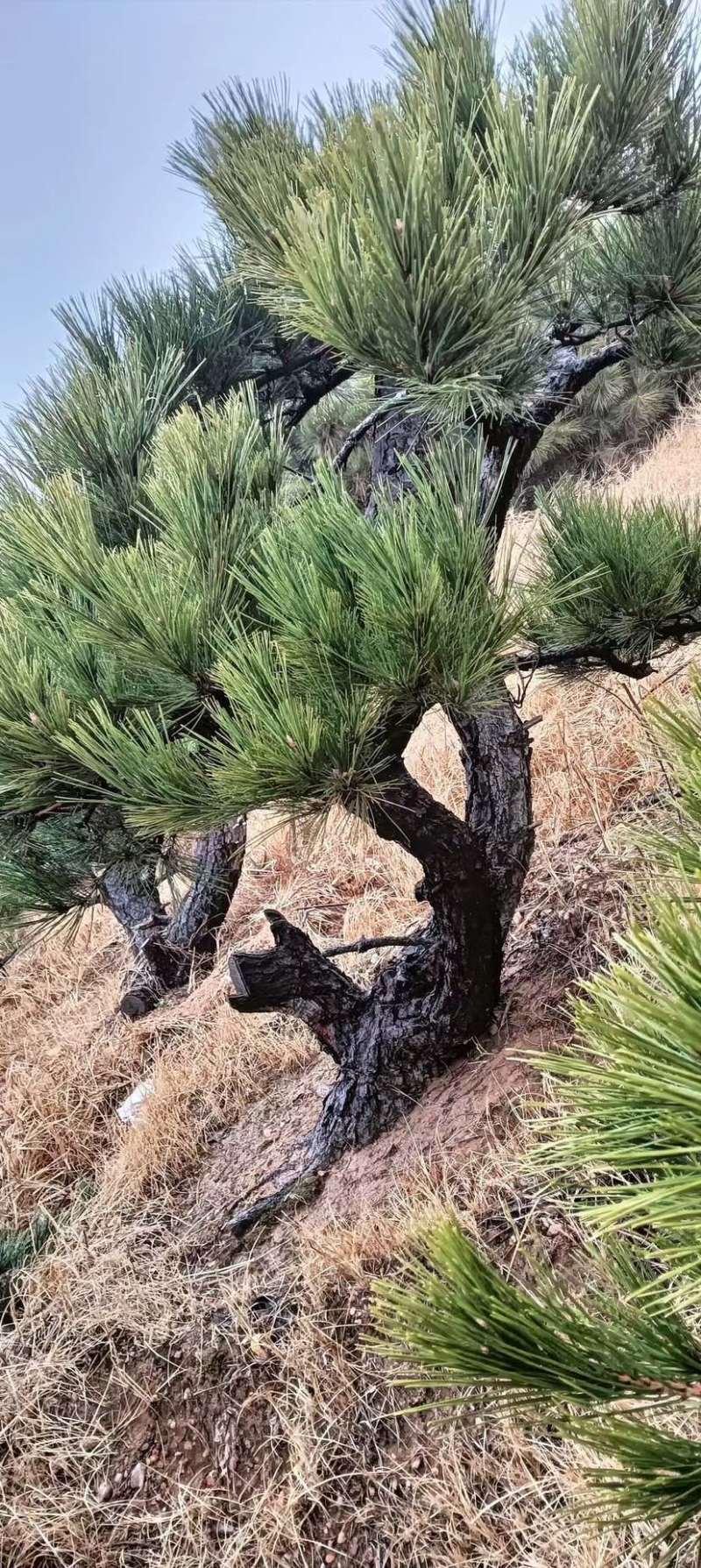 黑松造型松原圃苗移栽苗量大欢迎考察