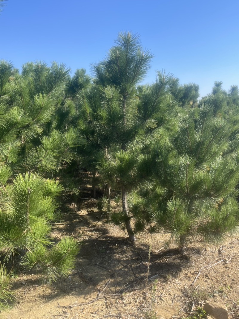 黑松造型松原圃苗移栽苗量大欢迎考察