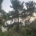黑松造型松原圃苗移栽苗量大欢迎考察