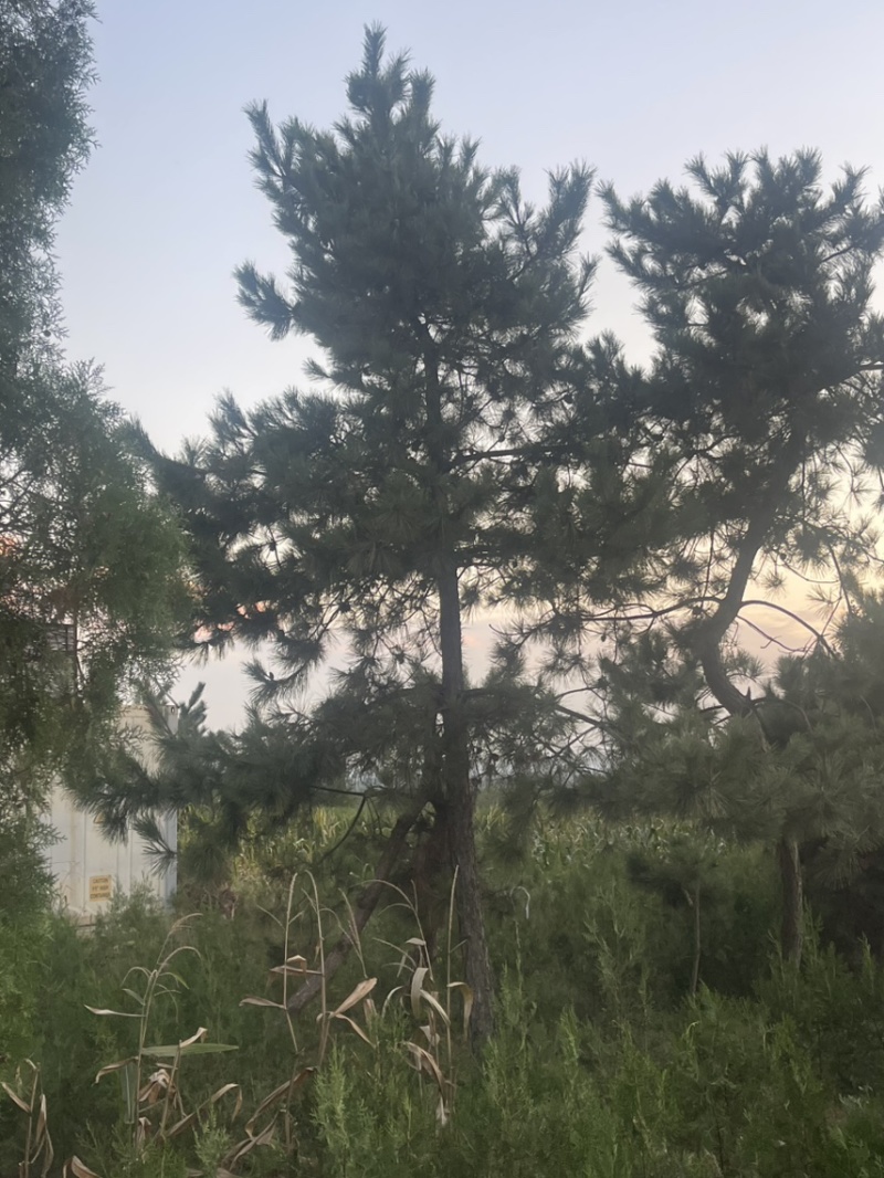 黑松造型松原圃苗移栽苗量大欢迎考察