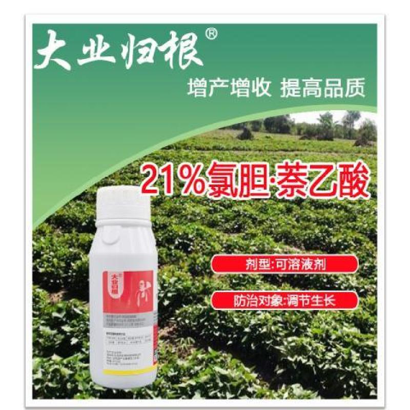 大业归根21%氯化胆碱萘乙酸马铃薯土豆膨大增产植物生长