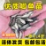 中科五号鲫鱼苗中科三号鲫鱼苗白鲫麻鲫基地直销