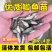 中科五号鲫鱼苗中科三号鲫鱼苗白鲫麻鲫基地直销