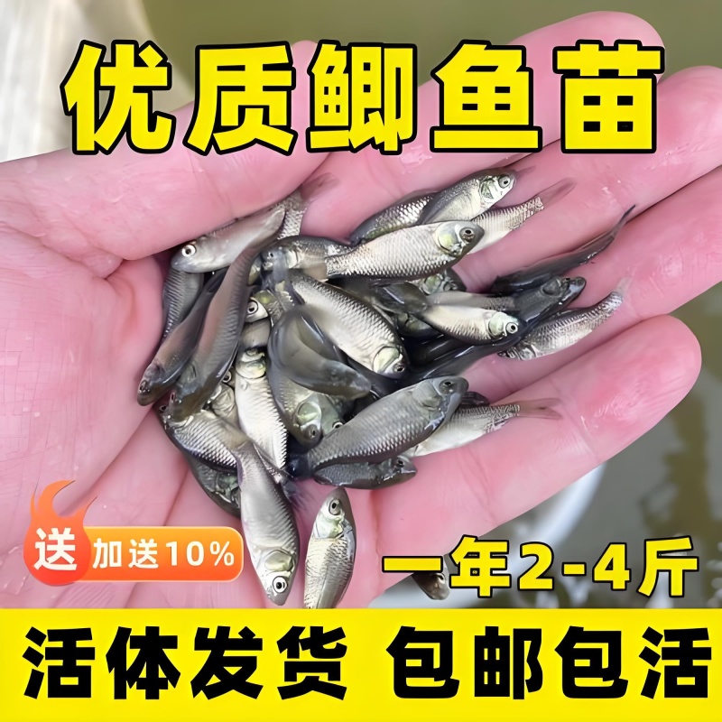 中科五号鲫鱼苗中科三号鲫鱼苗白鲫麻鲫基地直销