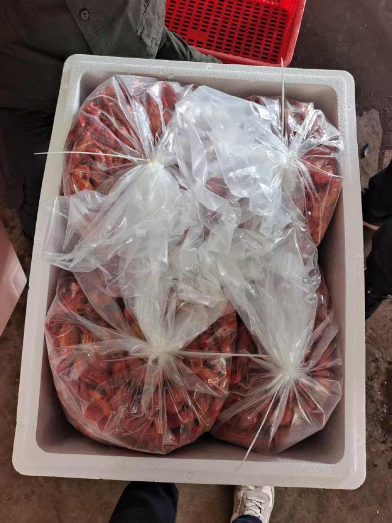 鲜活小龙虾现捞现炸，免费死亡和损耗，节约了做虾时间和成本