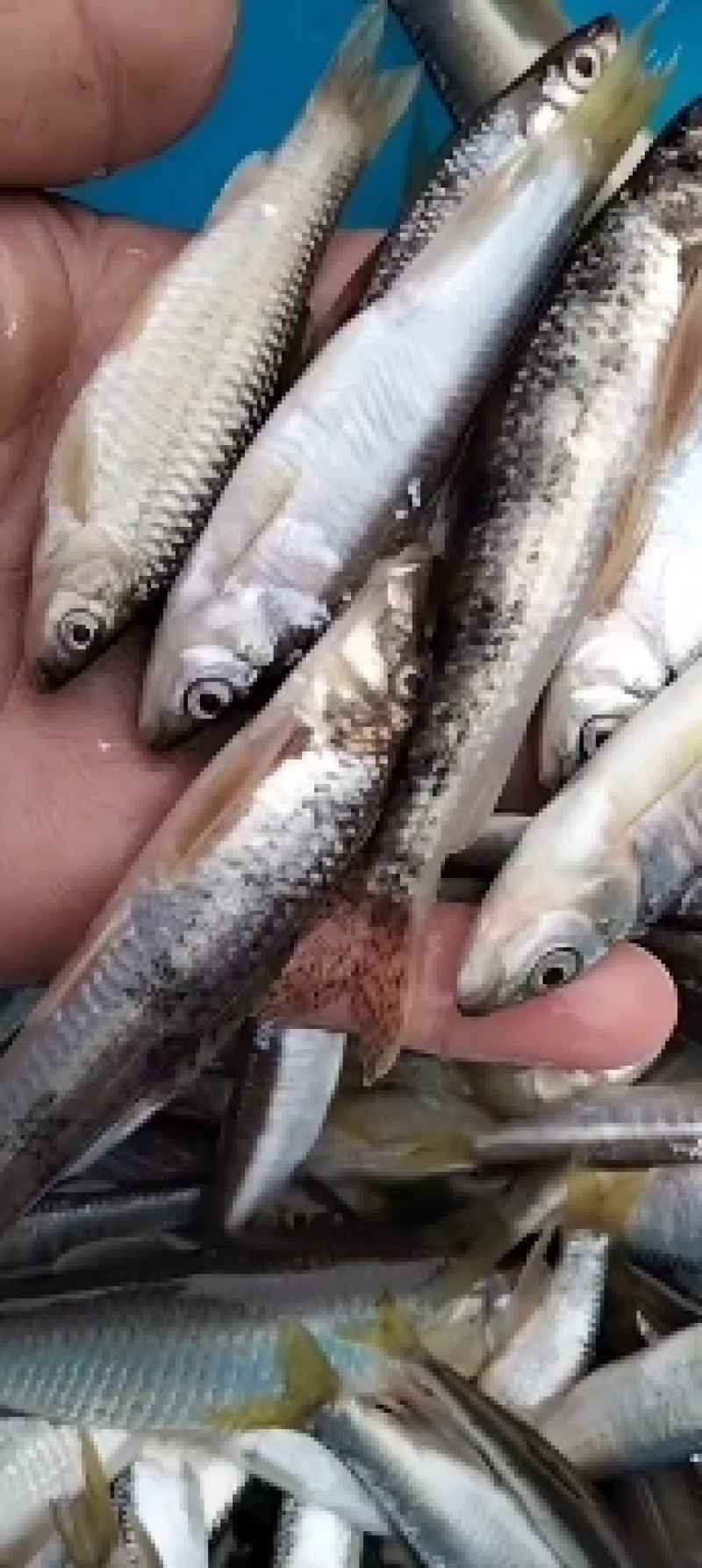 白鱼马口