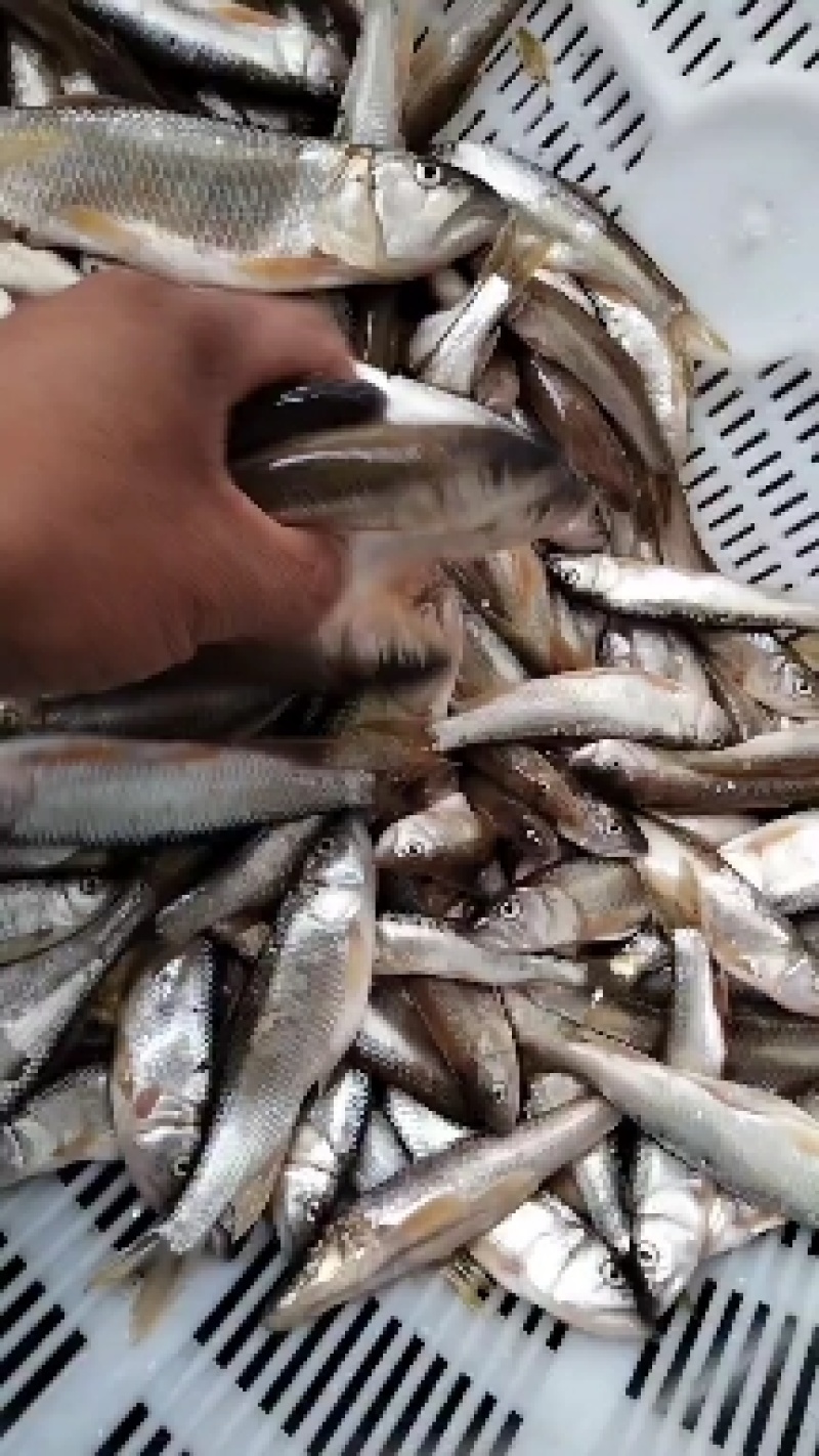 白鱼马口