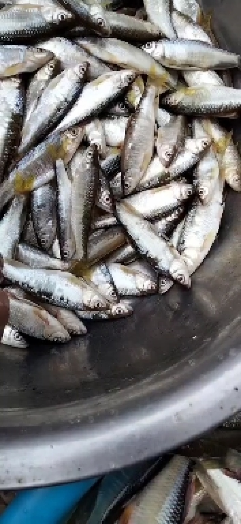 白鱼马口