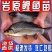 岩原鲤鱼苗墨鲤特种鱼苗抗病能力强成活率高