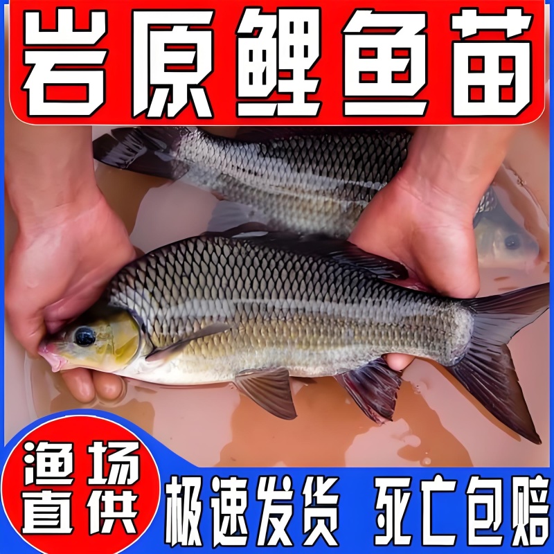 岩原鲤鱼苗墨鲤特种鱼苗抗病能力强成活率高