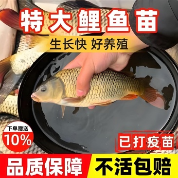 建鲤鱼苗福瑞鲤禾花鲤基地直销一手货源可全国各地配送