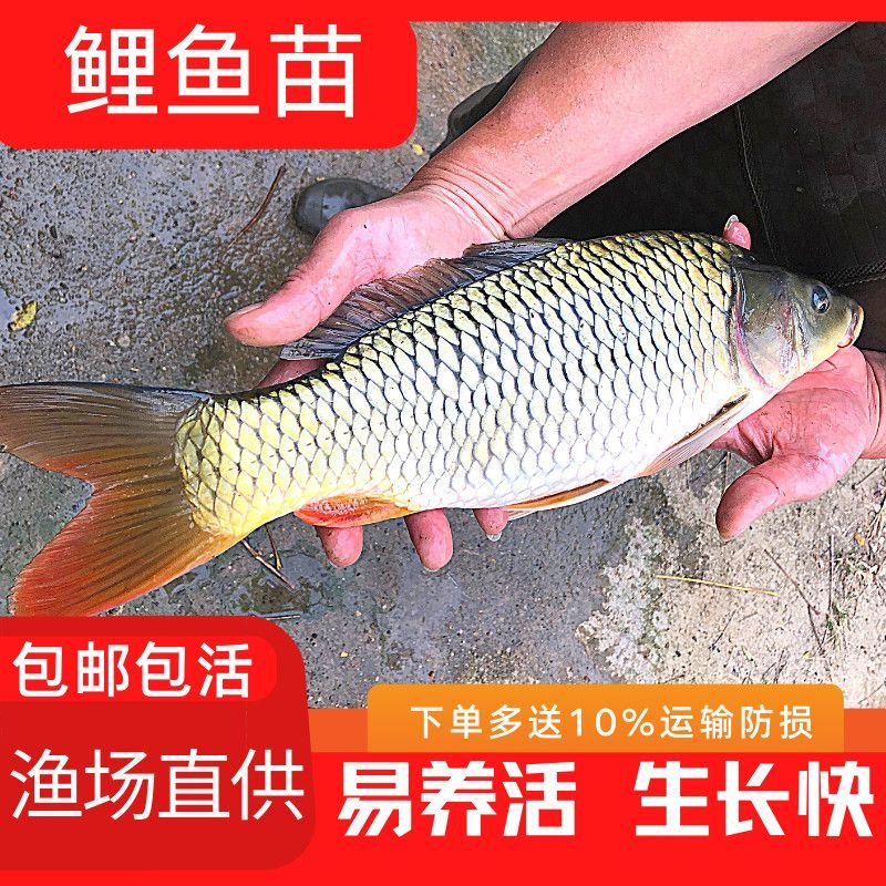建鲤鱼苗福瑞鲤禾花鲤基地直销一手货源可全国各地配送