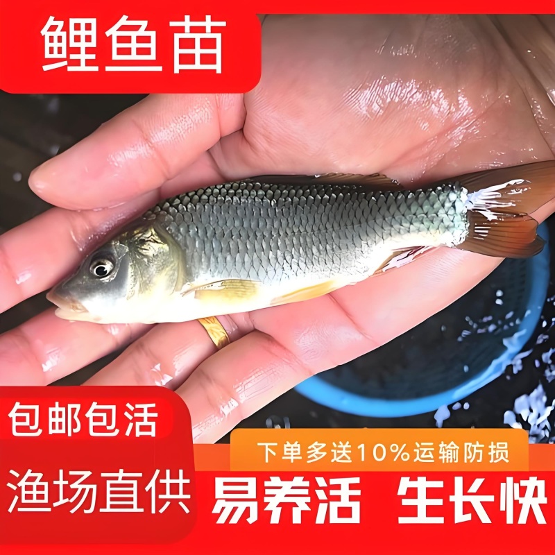 建鲤鱼苗福瑞鲤禾花鲤基地直销一手货源可全国各地配送
