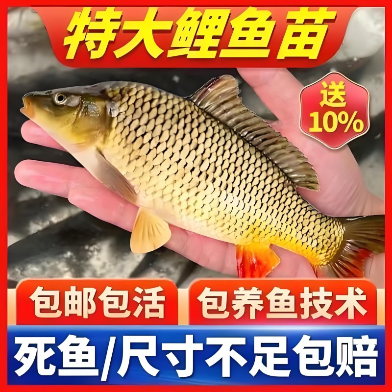 建鲤鱼苗福瑞鲤禾花鲤基地直销一手货源可全国各地配送