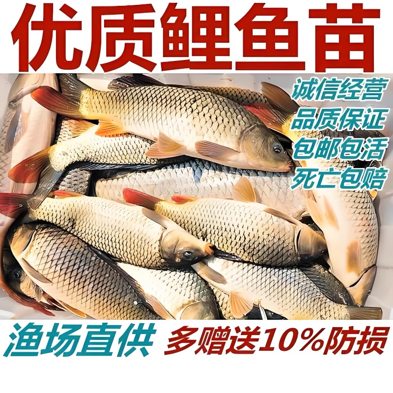 建鲤鱼苗福瑞鲤禾花鲤基地直销一手货源可全国各地配送