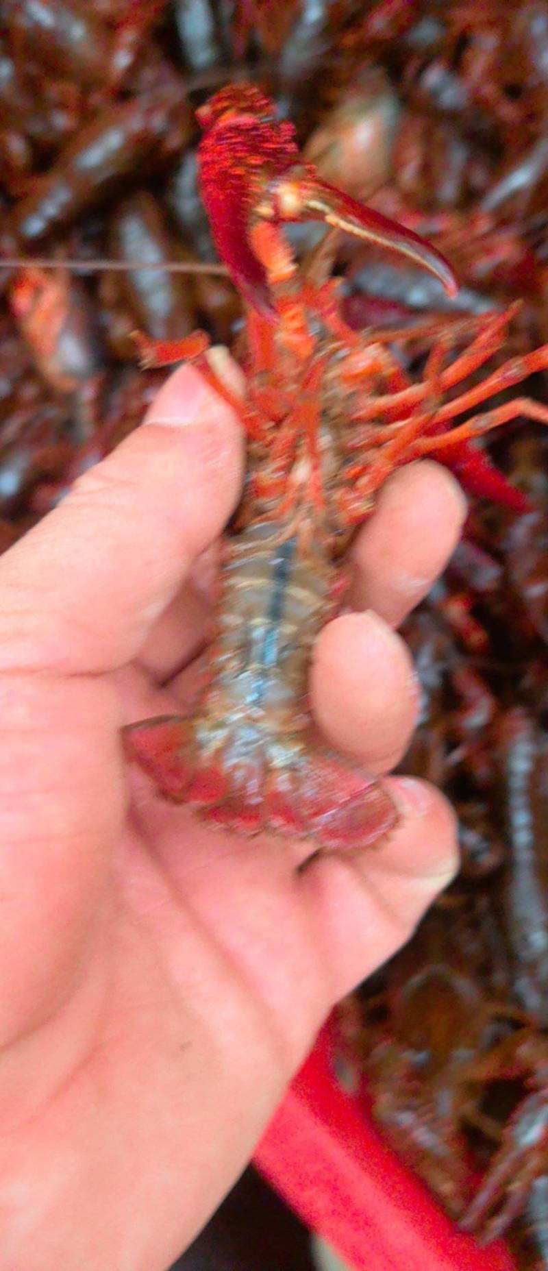 小龙虾