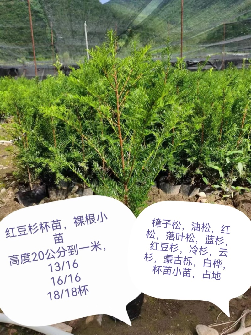 东北红豆杉的杯苗。占地杯苗高度80~一米半。成活率好