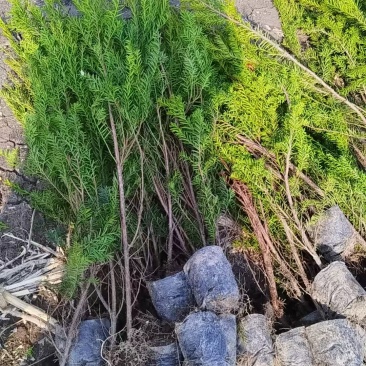 东北红豆杉的杯苗。占地杯苗高度80~一米半。成活率好