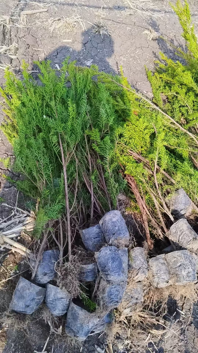 东北红豆杉的杯苗。占地杯苗高度80~一米半。成活率好