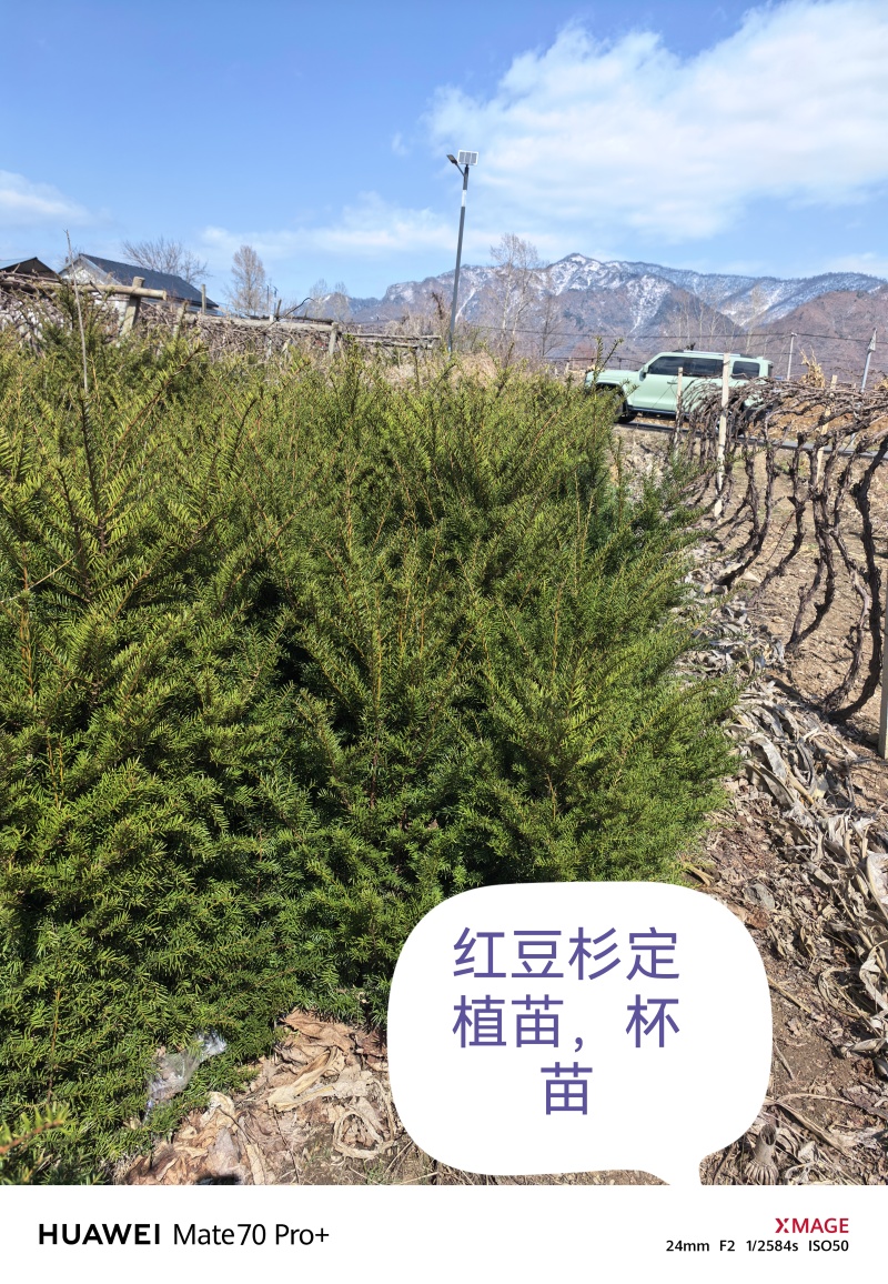 东北红豆杉的杯苗。占地杯苗高度80~一米半。成活率好