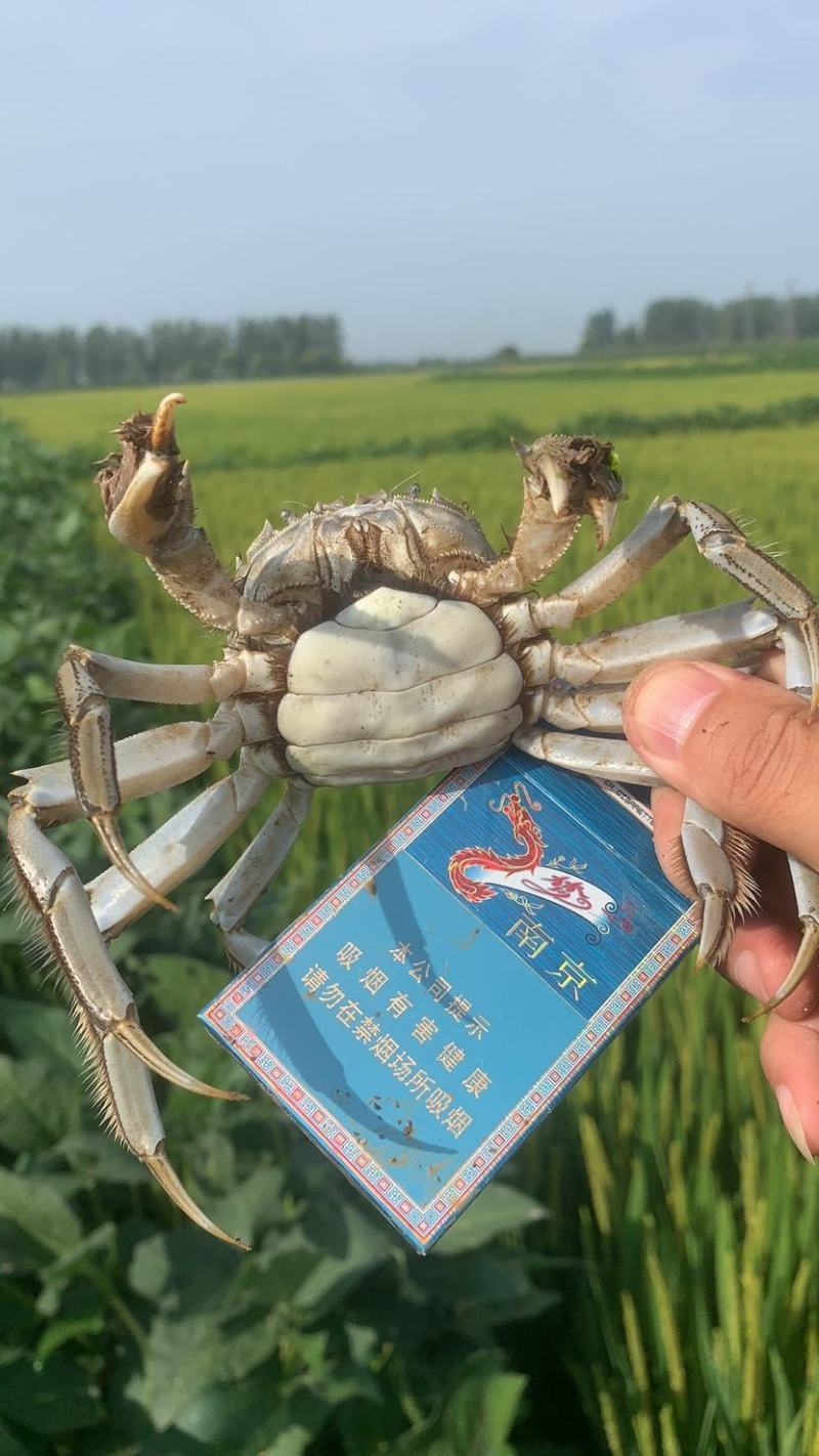 产地直发一手货源规格齐全盘锦本地稻田河蟹自产自销