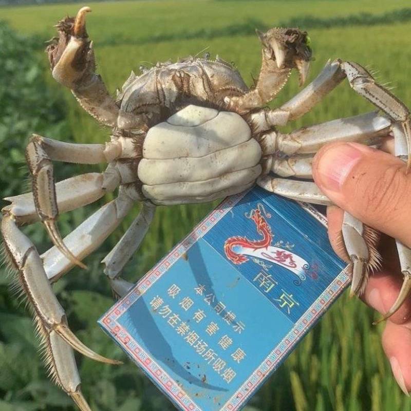 产地直发一手货源规格齐全盘锦本地稻田河蟹自产自销
