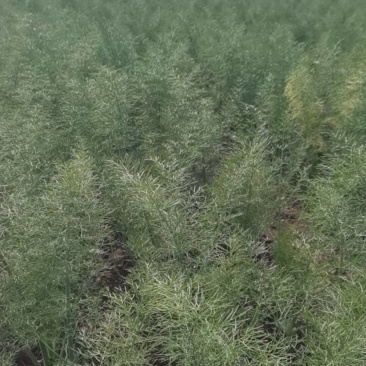 茴香球